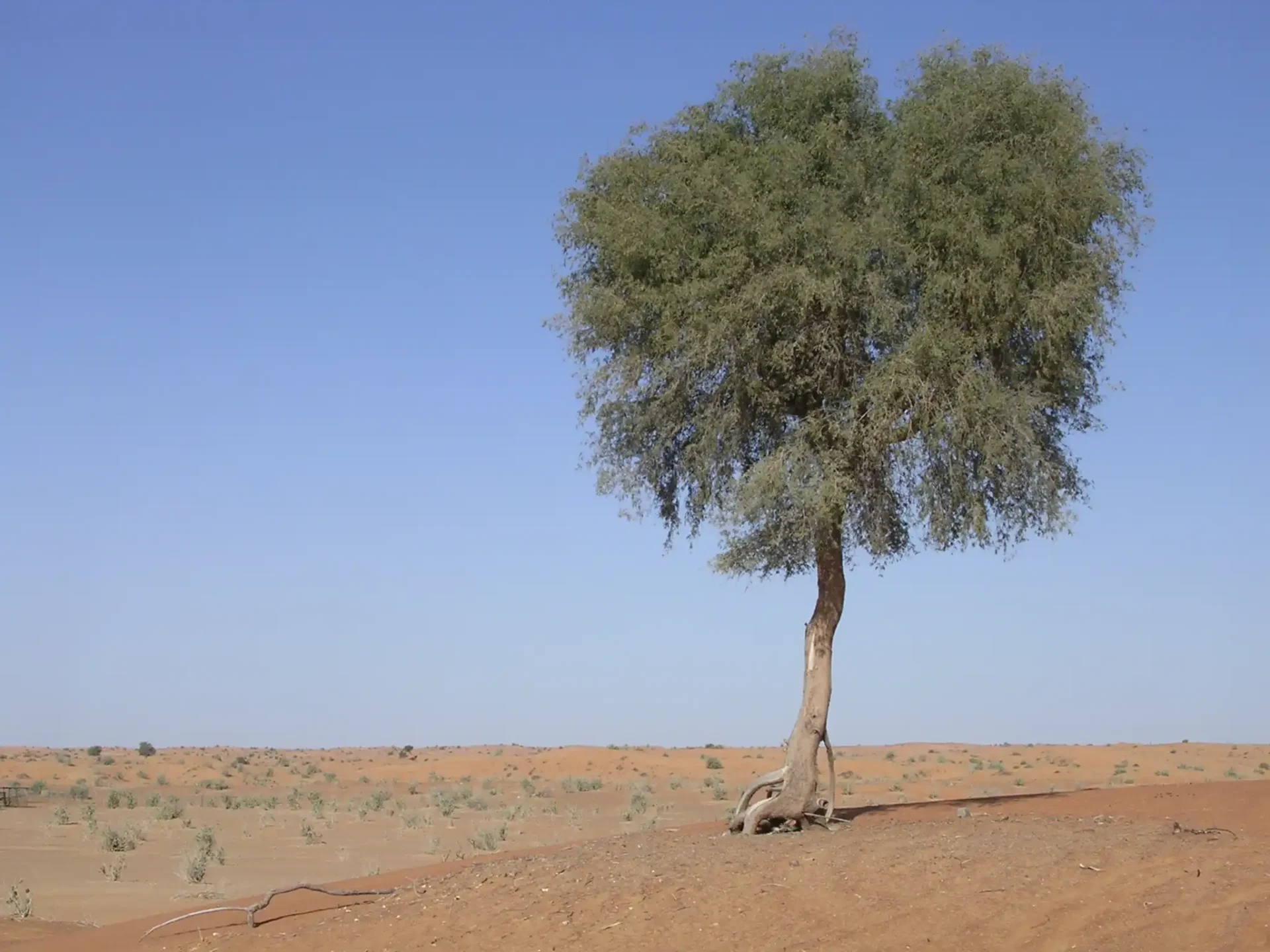 Services - Ghaf Tree Innovations - International Biomedicine