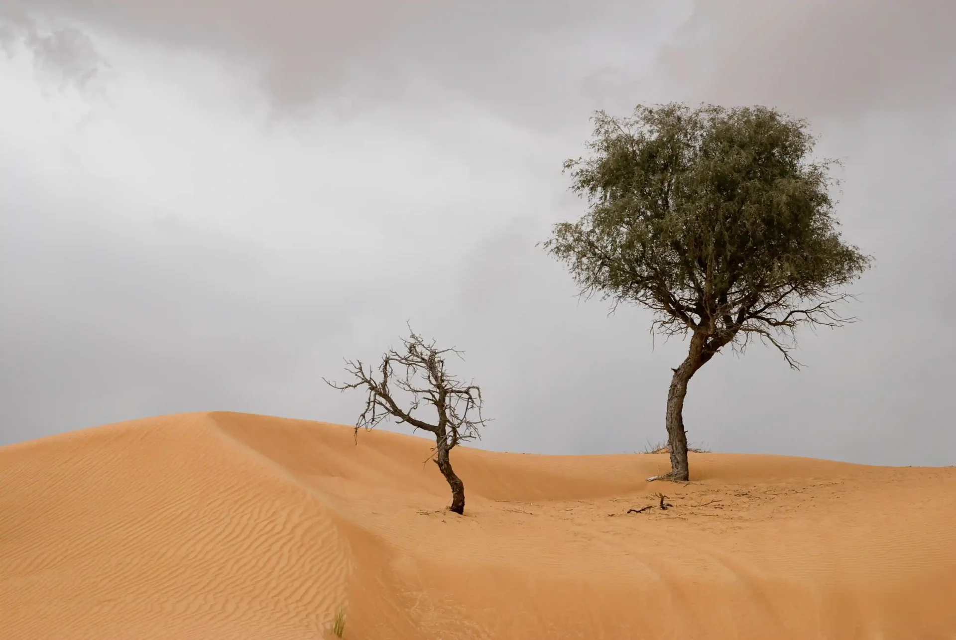 Contact - Ghaf Tree Innovations - Life Sciences Resources