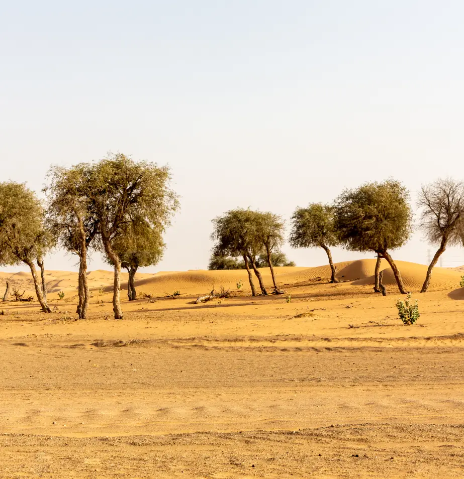 A group of trees in the middle of an empty desert.